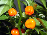 Habanero Orange